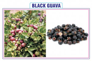 BLACK GUAVA